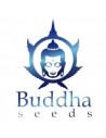 BUDDHA SEEDS BANK